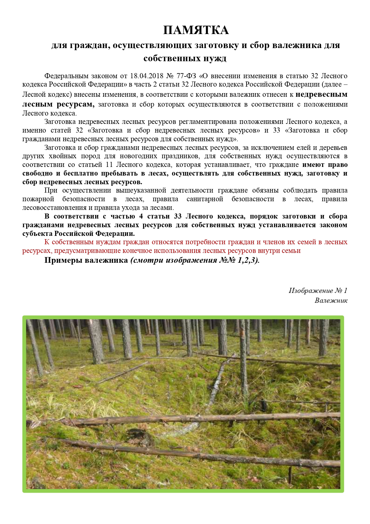 Сбор валежника.